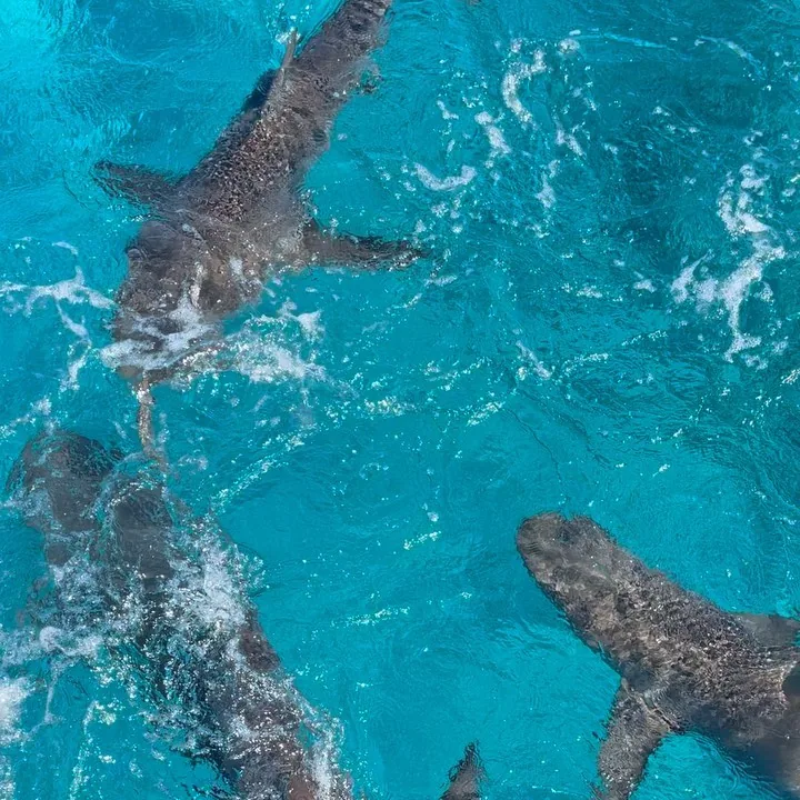 Caribbean reef sharks in clear turquoise shallows off Bimini
