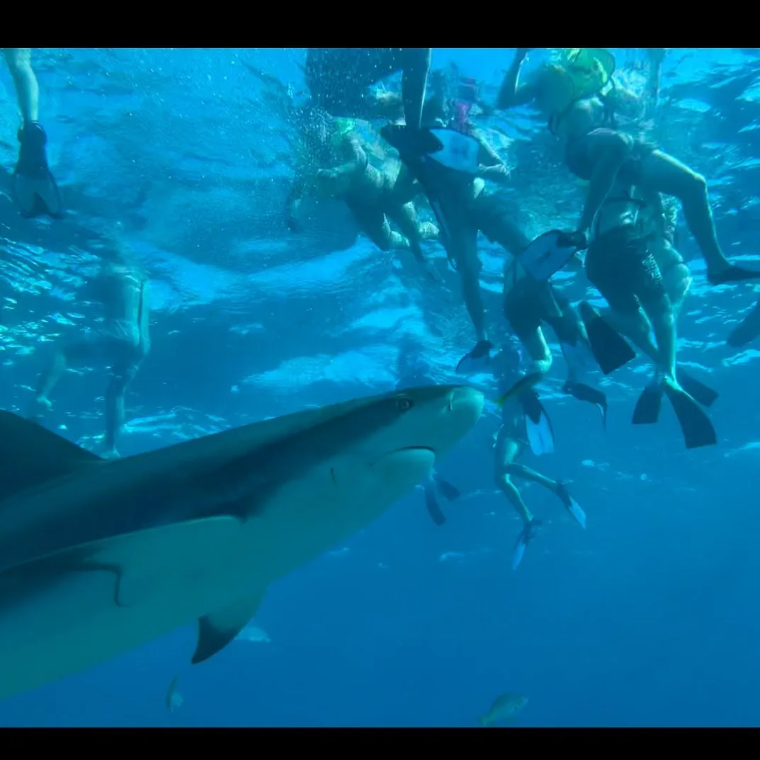 Snorkeler swimming alongside a reef shark