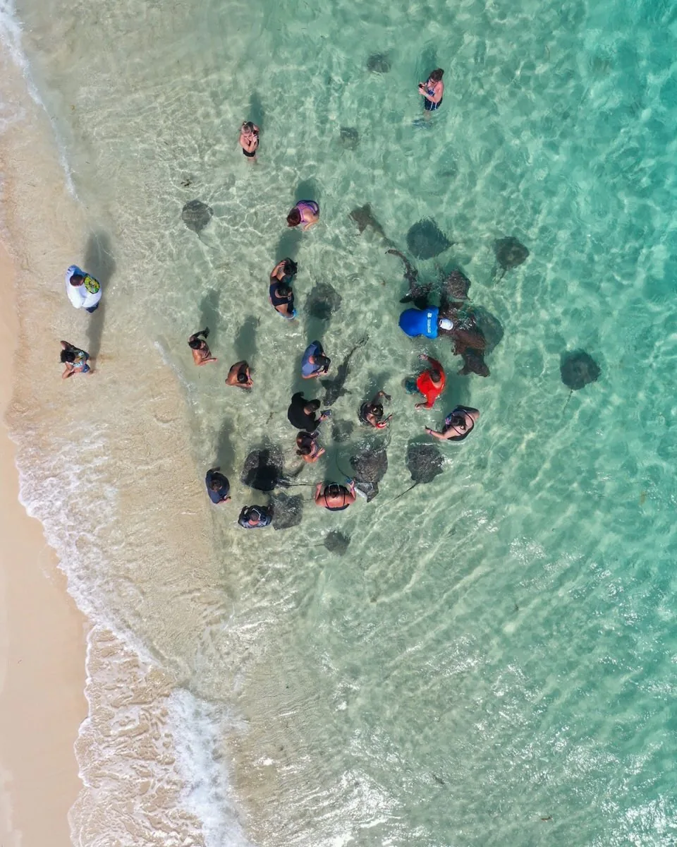 Aerial view of visitors standing in shallow water surrounded by wild stingrays at Honeymoon Harbour