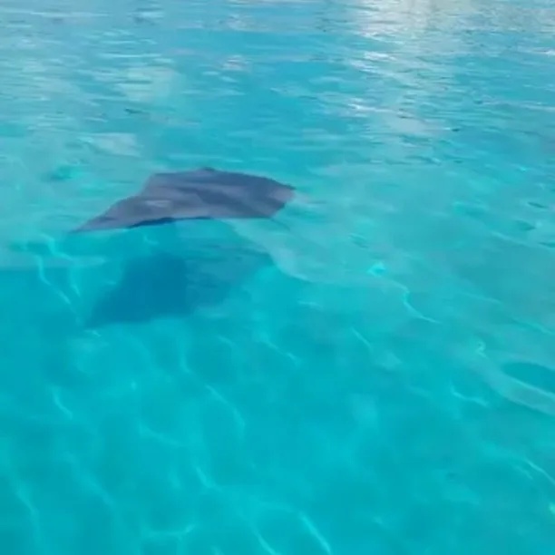 A stingray gliding through clear shallow water