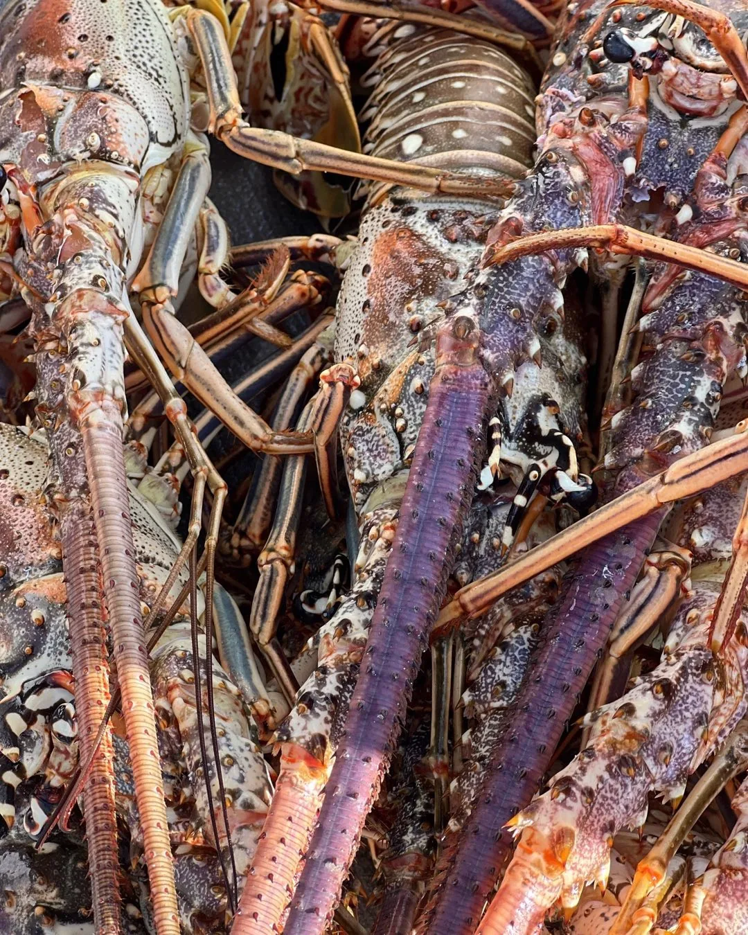 Freshly caught Caribbean spiny lobsters from a Bimini charter